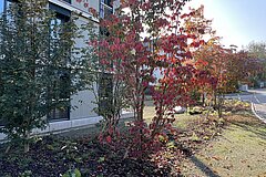 Perennial border with mostly native shrubs at the certified residential development in Thalwil in fall 2024