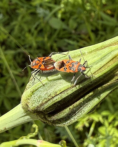 Zimtwanzen bei der Paarung auf Naturfläche Wasenbächli