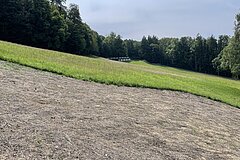 August 2025: Dry meadow created by transferring cuttings from a donor area