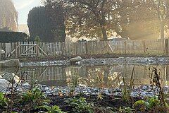 Amphibian pond after initial planting with 700 wild perennials and aquatic plants
