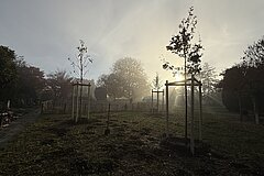 Planting of native trees and shrubs, November 2025