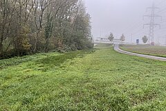 Initial state: wet, nutrient rich meadow in fall 2024