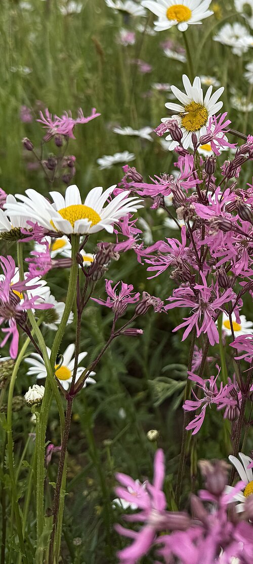 Detailbild der Blumenwiese Eizmoos in Cham im Mai 2026