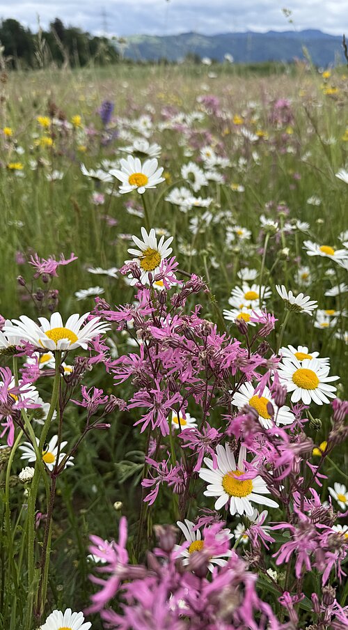 Detailbild der Blumenwiese Eizmoos in Cham im Mai 2026