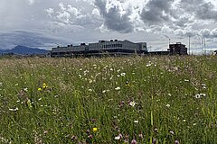 Übersicht Naturfläche Eizmoos Mai 2026