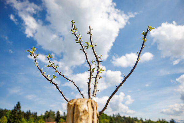 Platzhalter Obtbaum Pfäffikon