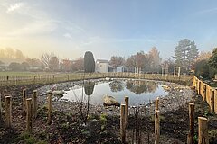 Newly created amphibian pond, November 2025