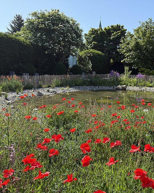 Amphibienteich im Friedhof von Romanshorn