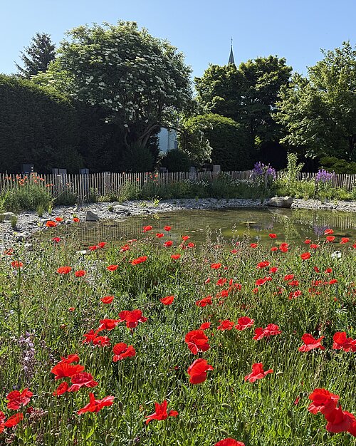 Amphibienteich im Friedhof von Romanshorn