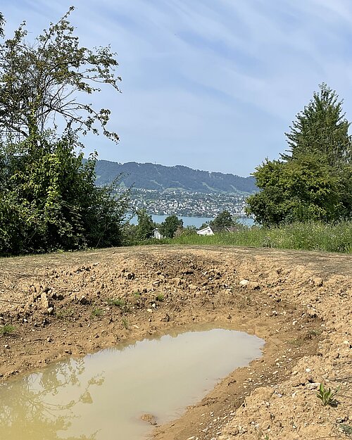 Temporäres Amphibiengewässer auf der Naturfläche Rotenstein in Küsnacht ZH